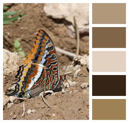 Butterfly In The Strawberry Tree Butterfly Charaxes Jasius Image